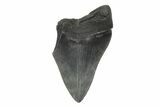 Partial, Fossil Megalodon Tooth - Serrated Blade #240138-1